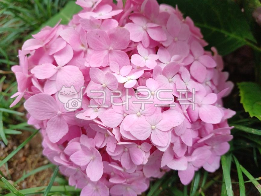 수국꽃,수국,여름,꽃,hydrangea,frenchhydrangea,hydrangeamacrophylla,flower,blossom,분홍,핑크,분홍색,pink,petal,색깔,색상,색채,색감,color
