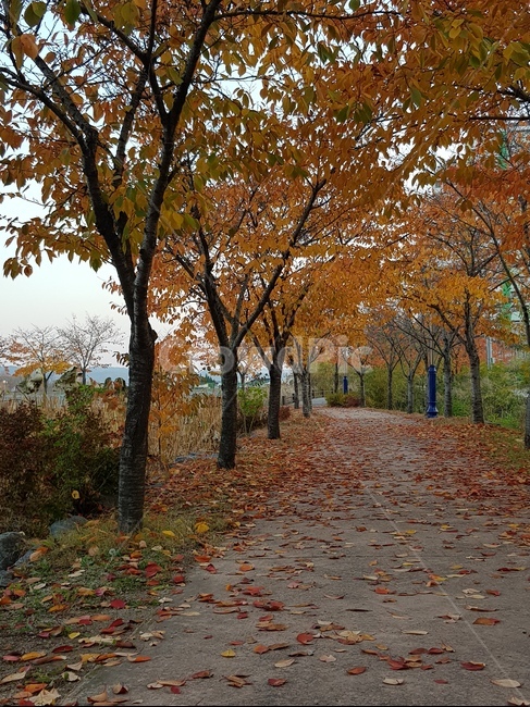 가을,단풍,가을산책,산책길,단풍나무,단풍놀이,나무,가을길,가을풍경