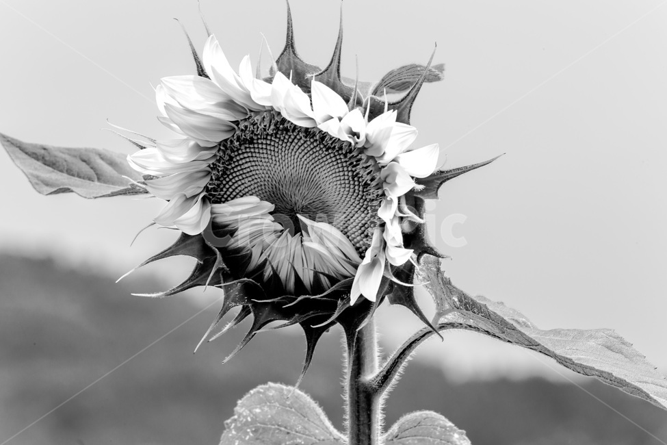 바람,해바라기,패턴,열정,문양,식물,자연,plants,nature,꽃,flower,흑백,모노톤,monochrome,black and white