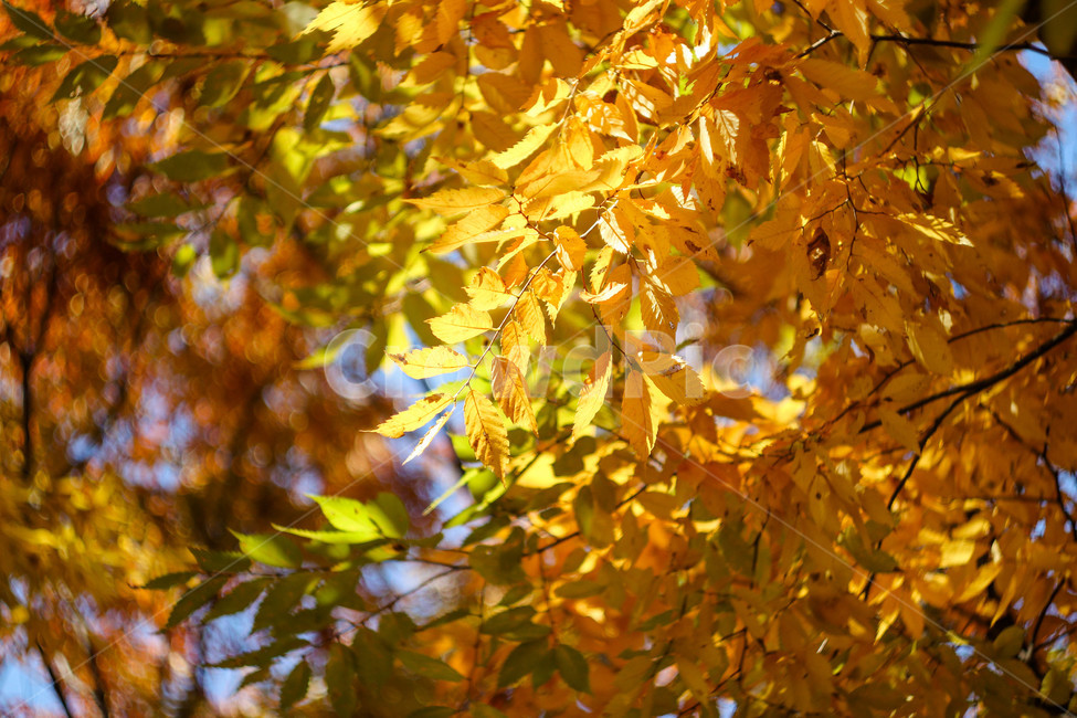 가을,가을색,단풍,만추,가을이미지,자연,풍경,autumn,season,계절,아름다운,식물,가을,계절,fall,autumn,season,leaf,잎,plant,tree,나무,maple