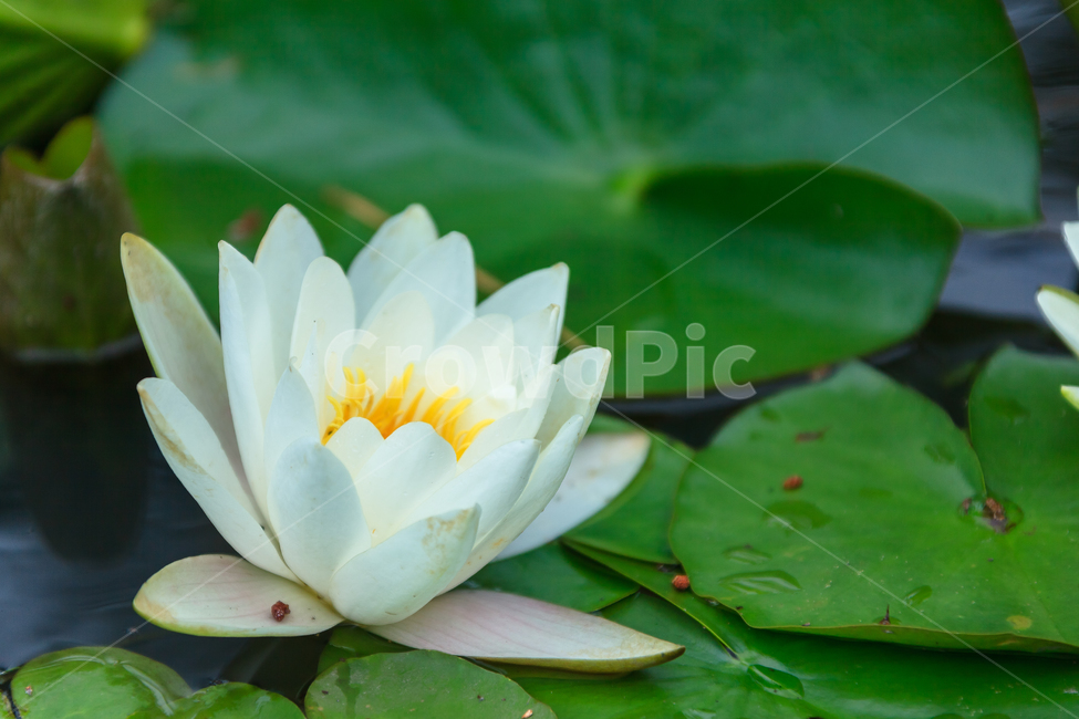 연꽃,비,꽃,여름,불교,호수,꽃잎,식물,자연,plants,nature,꽃,flower