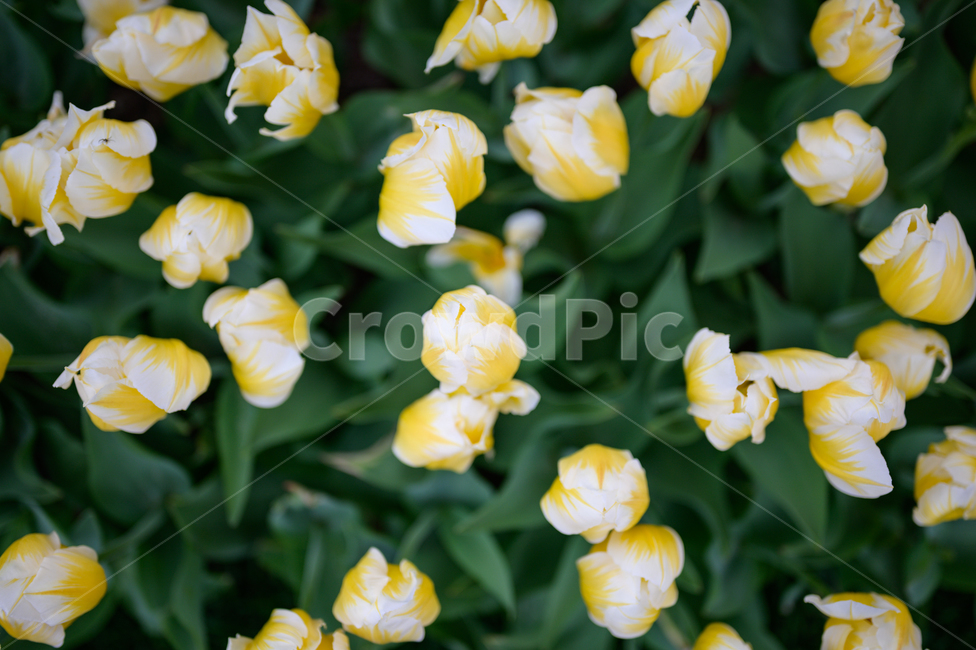 꽃,봉오리,튤립,봄,식물,tulip,flower,spring