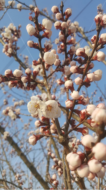 꽃,봄,살구꽃,벚꽃,향기,아름다움,청춘,국화,봄,계절,spring,season,plant,식물
