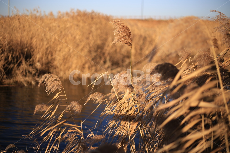 갈대,억새,신성리갈대밭,자연,풍경,가을,갈대밭,grass,잔디,plant,식물,lawn,reed