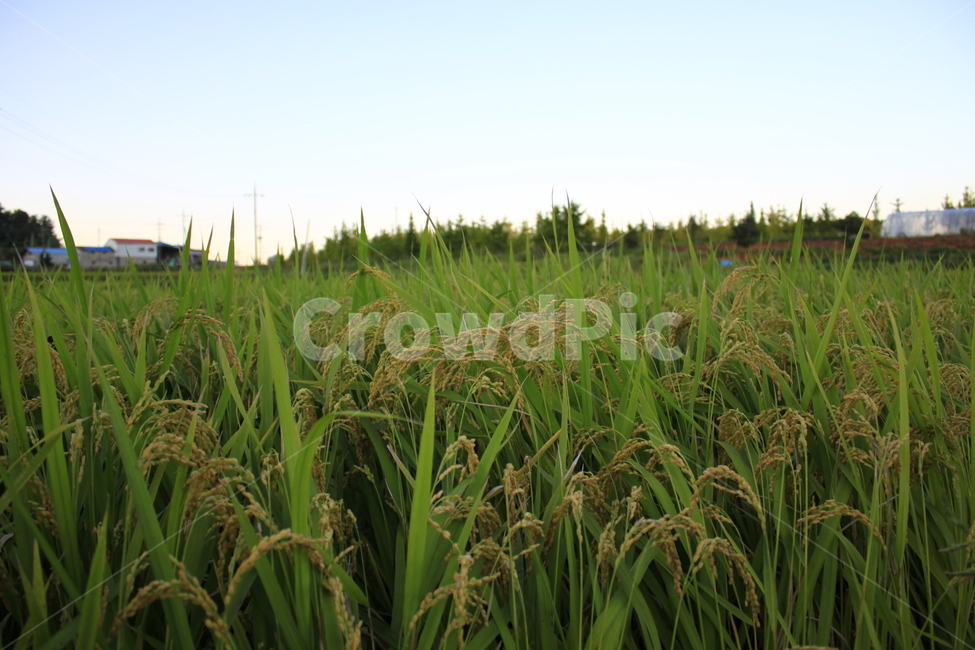 시골,벼,농사,추수,여름,보리,들판,풀,자연,야외,밭,grassland,field,식물,초목,들,vegetation,목초지