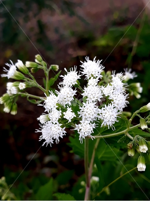 양봉장과,식물,꽃,flower,plant,apiaceae,식물,자연,plants,nature,꽃,flower