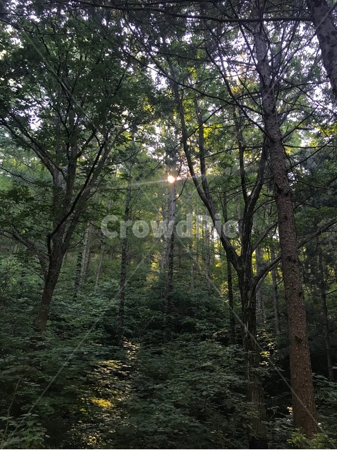 숲,자연,초록,햇빛,나무,울창함,우거진숲,초록숲,초록색,햇살,nature,tree,wood,forest,sun,sunlight,sunshine,green