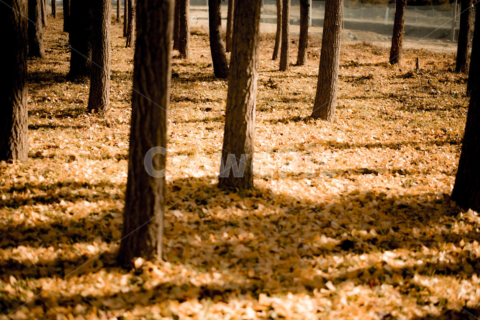 가을,은행나무,은행나무숲,가을햇살,브라운,가을,계절,fall,autumn,season,자연,풍경,nature,landscape,식물,plants,나무,trees,wood,감성,sensible,feeling,ground,바닥,tree,plant,tree trunk,나무 줄기