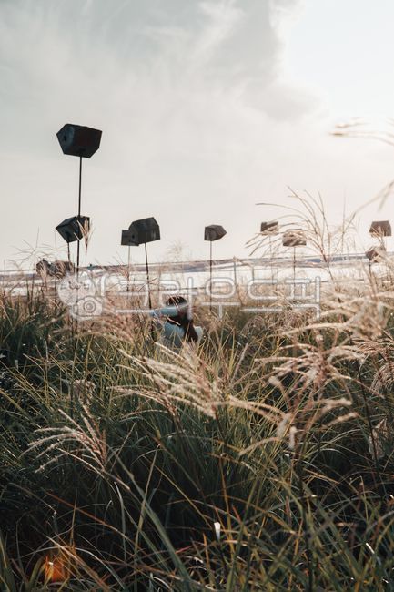 flare,nature,Silver grass,backlight,Reed,Sky Park,grass,sunset,plant,sight,silver grass,season,autumn,Silver Grass Festival,lawn