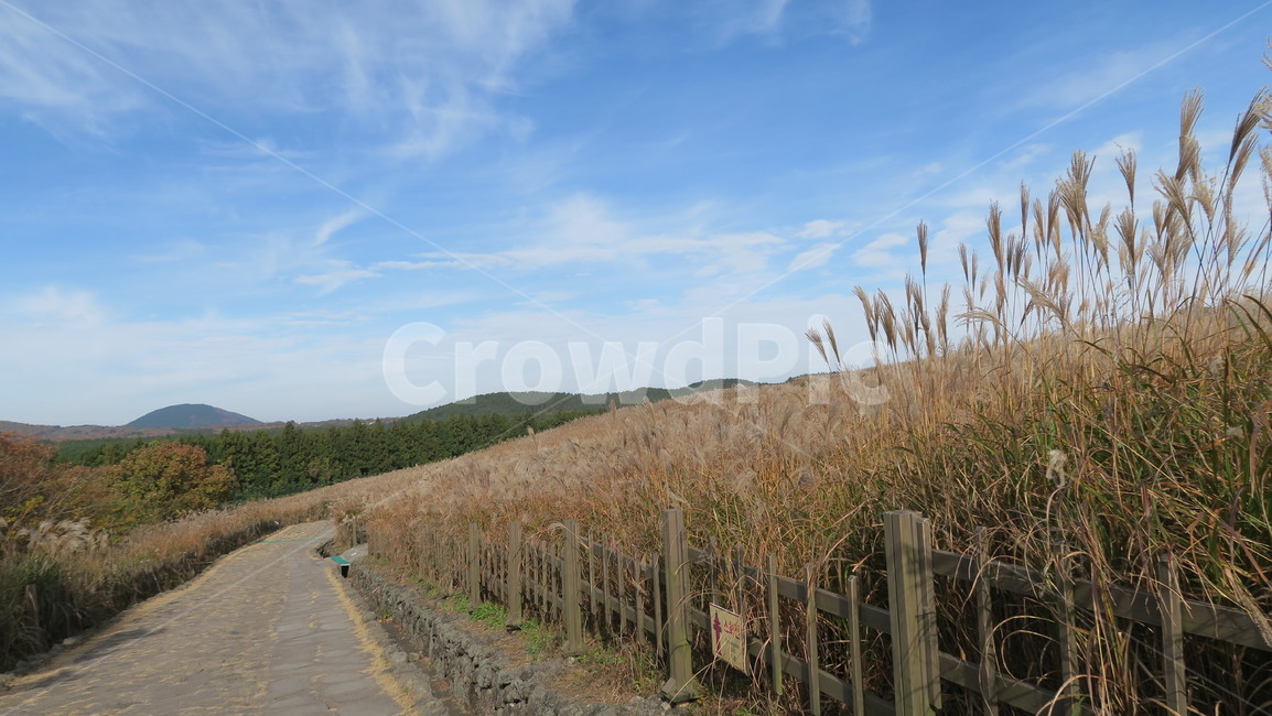 하늘,풍경,자연,제주도,갈대,가을,계절,fall,autumn,season,자연,풍경,nature,landscape,grass,잔디,plant,식물