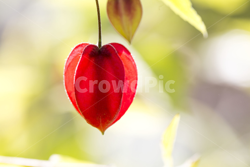 자연,열정,꽃,생명,결실,봄,계절,spring,season,식물,자연,plants,nature,꽃,flower,감성,sensible,feeling,plant