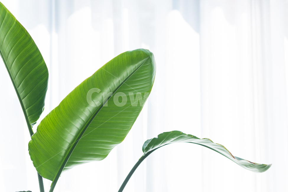 화분,홍콩야자,나무,풀,공기정화,식물,식물,자연,plants,nature