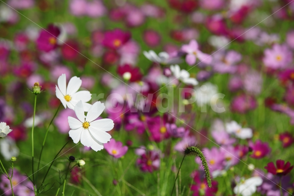 코스모스,풍경,가을,풍경사진,cosmos,아웃포커싱,autumn,fall,자연,캐논,cannon,대전,한국,가을,계절,fall,autumn,season,식물,자연,plants,nature,꽃,flower,geranium,제라늄,blossom,plant