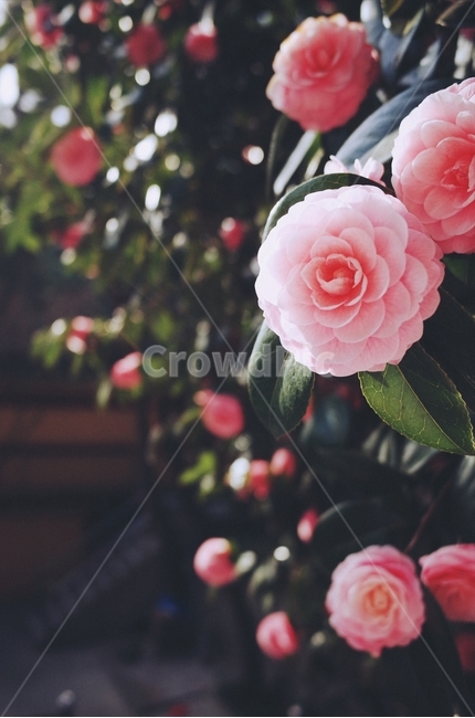 동백,분홍동백,봄,꽃,감성,봄,계절,spring,season,식물,자연,plants,nature,꽃,flower,감성,sensible,feeling,plant,blossom,rose,장미