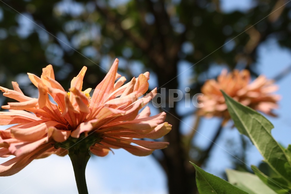 꽃,분홍,노랑,초록,식물,flower,hana,pink,pinku,yellow,kiiro,green,midori,plants,shokubutsu,햇빛,그림자,sunlight,hizashi,shadow,kage,하늘,자연,sky,sora,nature,나무,tree,ki,구름,cloud,kumo,식물,자연,plants,nature,꽃,flower