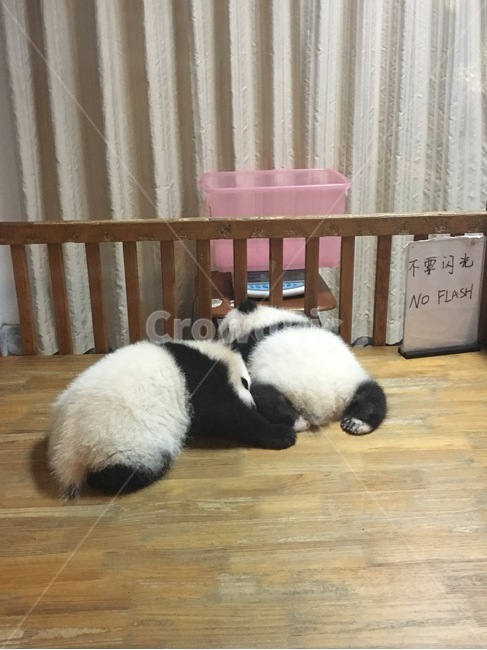 팬더,동물,아기,panda,귀요미