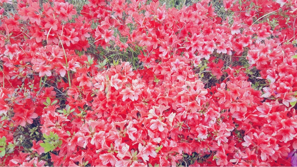 꽃,봄,flower,정원,화단,봄,계절,spring,season,식물,자연,plants,nature,꽃,flower,geranium,제라늄,plant,blossom