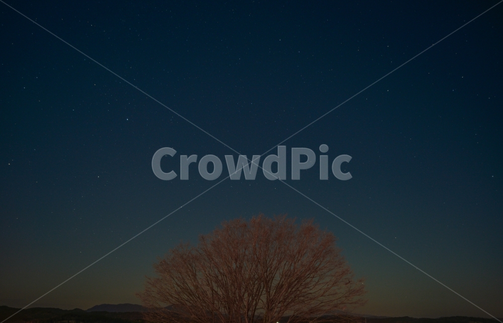 밤하늘,별,밤,깔끔한,배경,자연,풍경,nature,landscape,야경,밤,nightscape,night,식물,plants,나무,trees,wood,outdoors,옥외