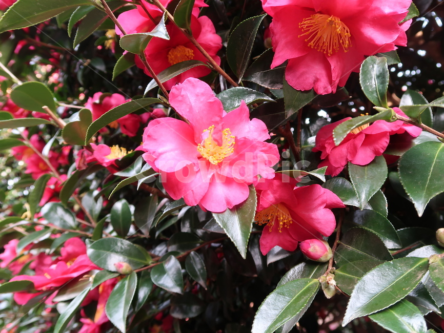 동백,동백꽃,제주,제주도,꽃,감성사진,감성,flower,camelia,카멜리아,봄