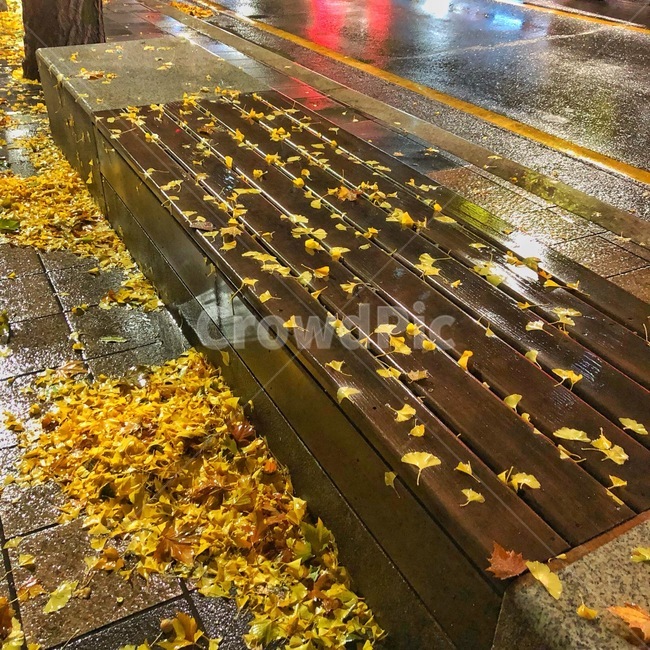 은행잎,노랑,비,ginkgoleaf,yellow,rain,가을,계절,fall,autumn,season