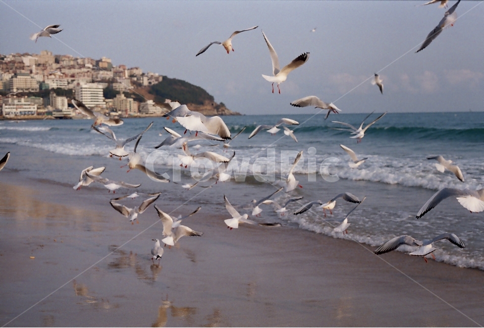 바다,해운대,갈매기,파도,해수욕장,하늘,수평선,백사장,모래사장,새,해변,겨울바다,여름,밀물,썰물,감성사진,자연,bird,해변,바다,beach,sea,동물,animal,조류,새,birds,감성,sensible,feeling