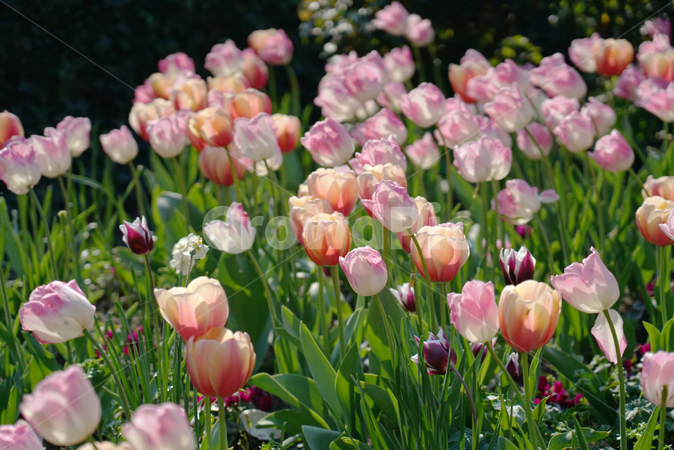 꽃,식물,튤립,꽃밭,flower,blossom,plant,식물,자연,plants,nature,꽃,flower