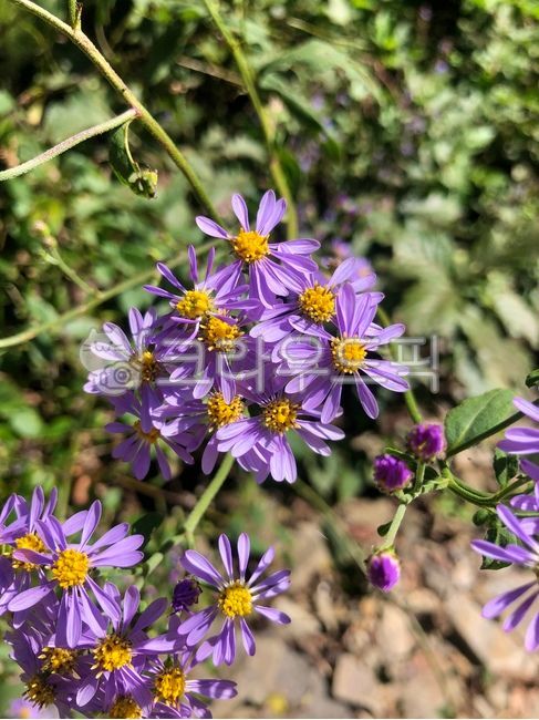chrysanthemum flower,wild chrysanthemum,Chrysanthemum,Gujeolcho,fall flowers,flower background,flower