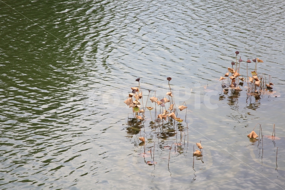 연잎,연못,물결,가을,호수,가을,계절,fall,autumn,season,자연,풍경,nature,landscape,water,물,outdoors,옥외