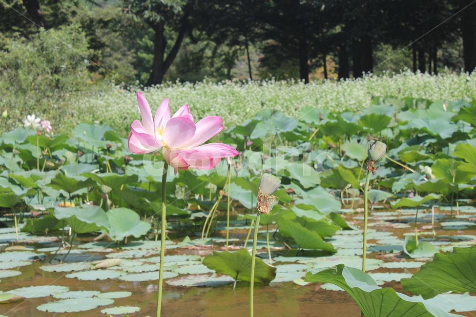꽃,수련,연못,공원,flower,flower