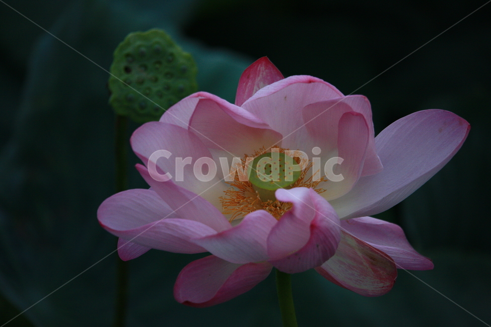 식물,연꽃,꽃,flower,flowerage,식물,자연,plants,nature,꽃,flower