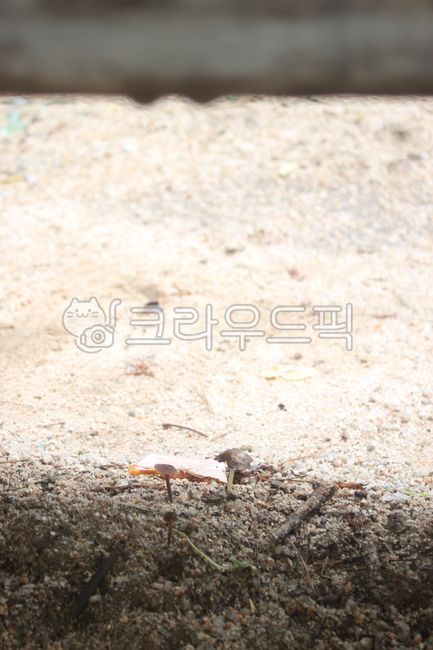 모래,버섯,땅,양지,음지