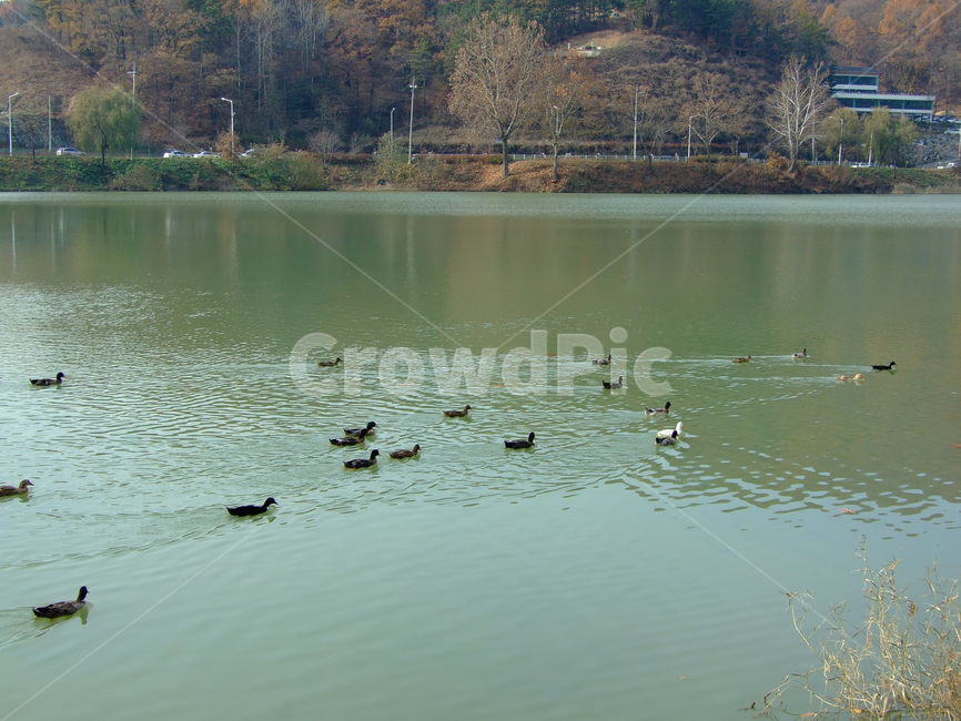오리,물오리,호수,풍경,시골,동물,animal,조류,새,birds