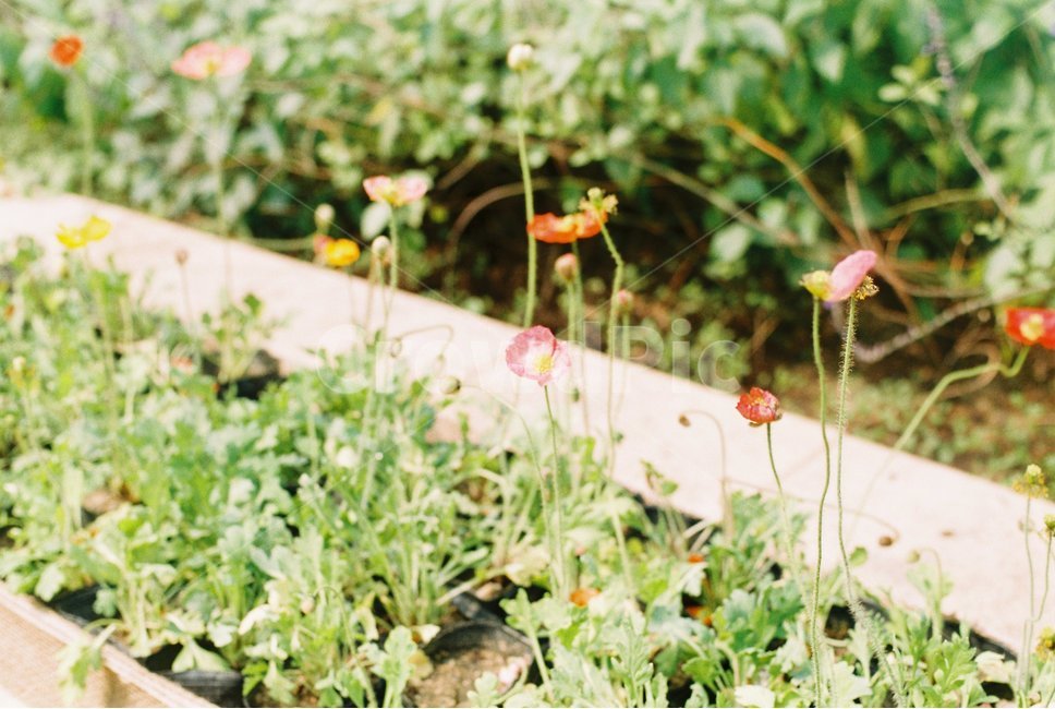 꽃,봄꽃,초록,들꽃,필름,필름카메라,film,filmphotography,식물,자연,plants,nature,꽃,flower