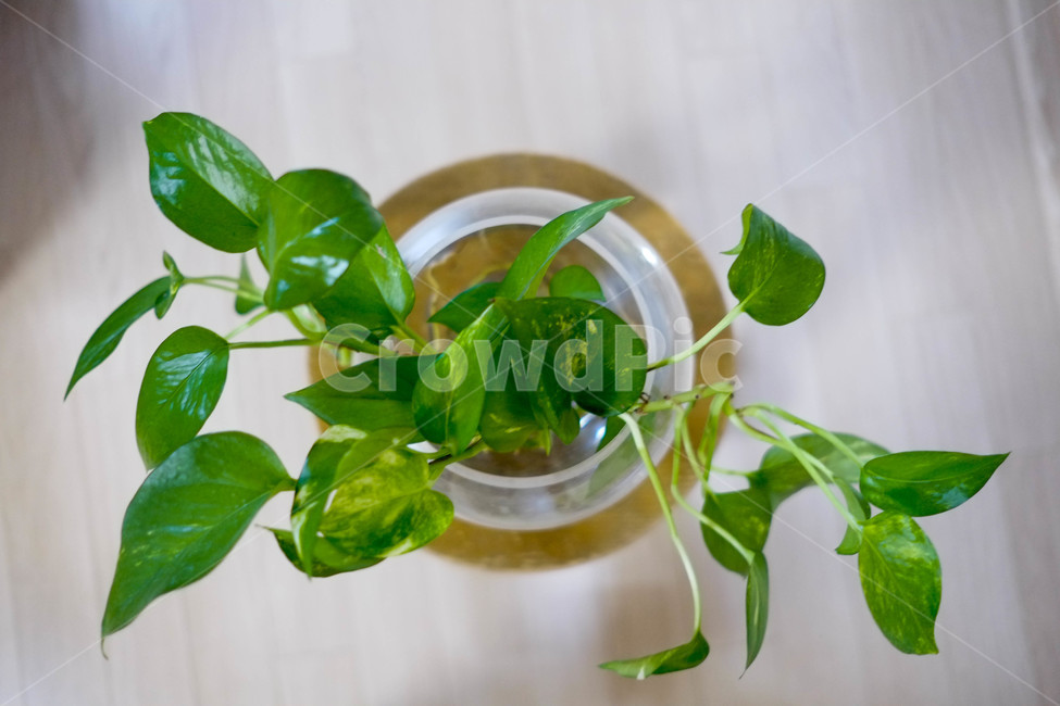 식물,인테리어,화분,초록,감성,나무,식물,자연,plants,nature,실내용화초,화분,화초,house plant