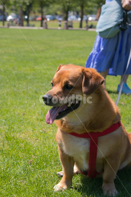 canine,pet,동물,animal,dog,개,파크,smile,녹색,잔디,동물,animal,포유류,mammal,개,강아지,dog,doggy