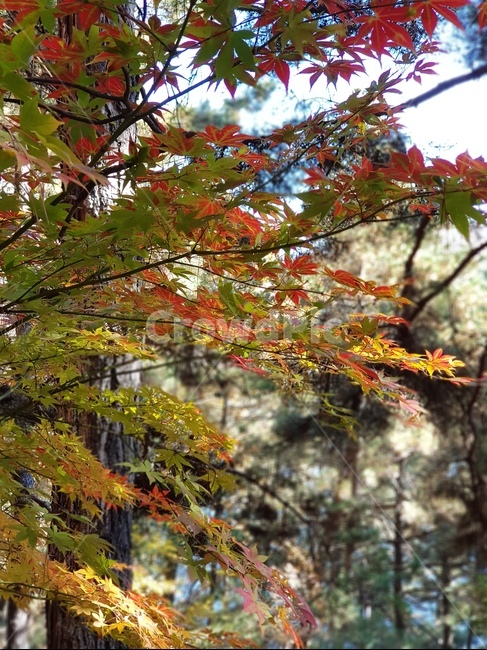 단풍,청남대단풍,단풍나무,가을,단풍잎,대청호단풍,가을단풍,빨간단풍,노란단풍
