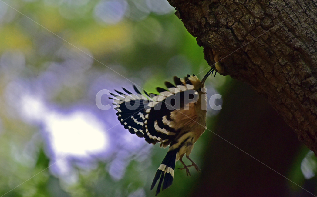 후드티,hoopoe,upupaepops,철새,여름철새,조류,여름새,파도비행,오디새,동물,animal,조류,새,birds