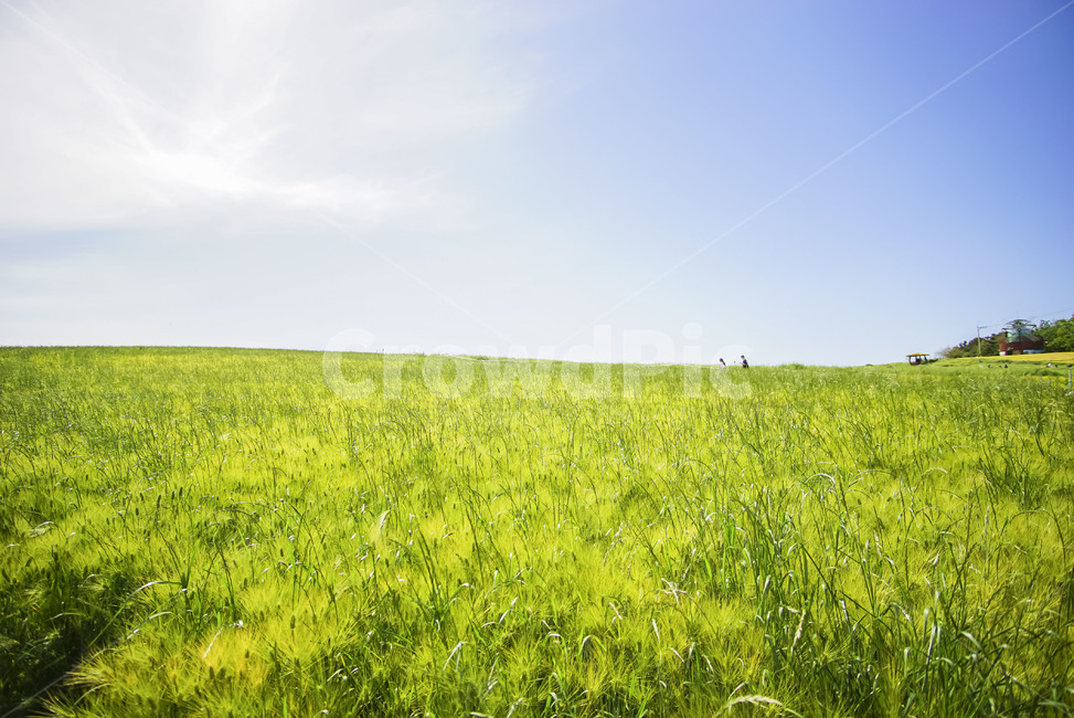 nature,자연,고창,청보리밭,풍경,청보리,보리,자연,풍경,nature,landscape