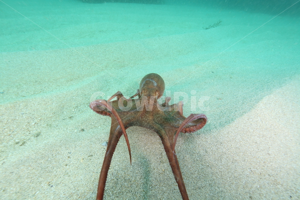 문어,대왕문어,동해바다,피문어,울진문어,동물,animal