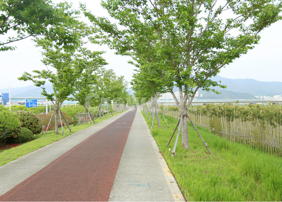 산책로,길,대저,부산,도로,road,식물,plant,나무,tree