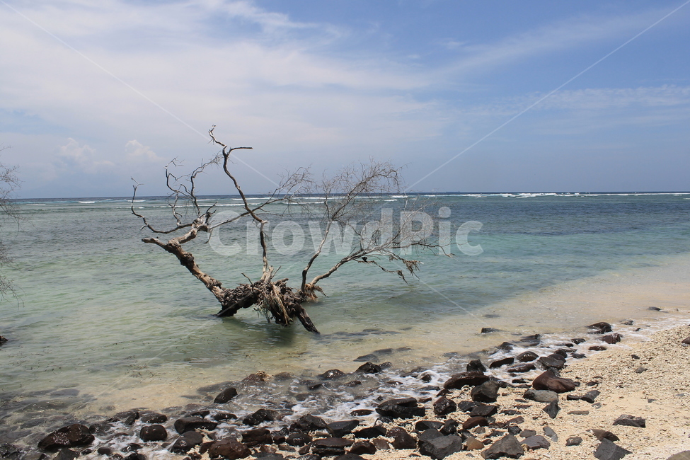 인도네시아,길리,해변,나무해변,나무,indonesia,gili,beach,treeandbeach,treeonthebeach,vacation,고즈넉