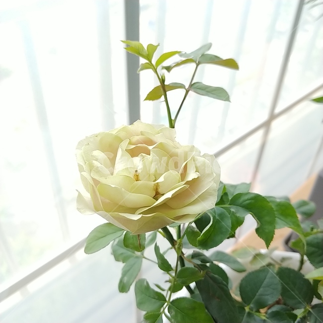 장미,rose,꽃,flower,하얀장미