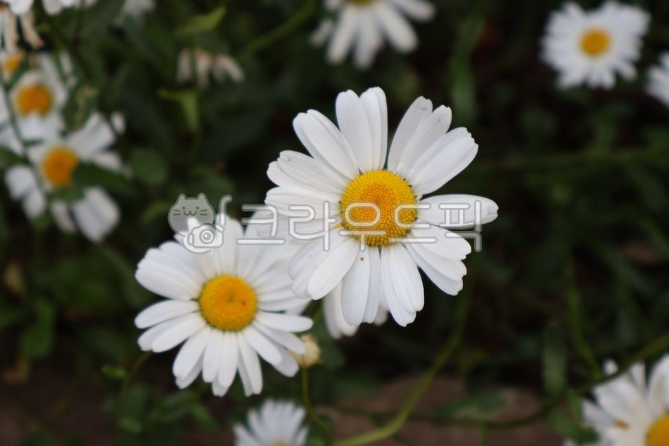 데이지,꽃,벌개미취,코리안데이지,국화과,daisy,flower