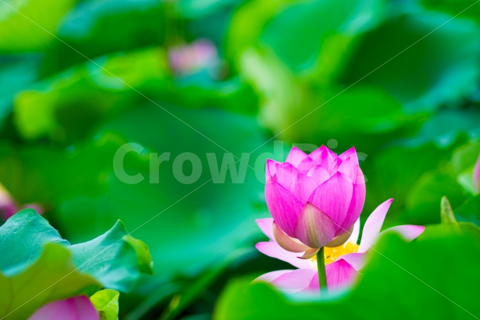 연꽃,식물,자연,풍경,스냅,식물,자연,plants,nature,꽃,flower