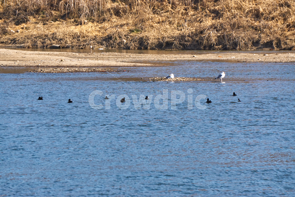 새,한강,조류,bird,river,nature,자연,갈매기,동물,animal,조류,새,birds