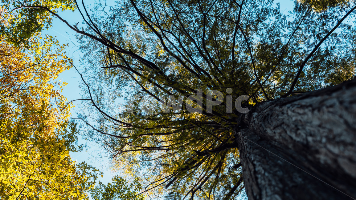 tree,나무,plant,식물,treetrunk,나무줄기,가을,낙엽,나무,trees,wood
