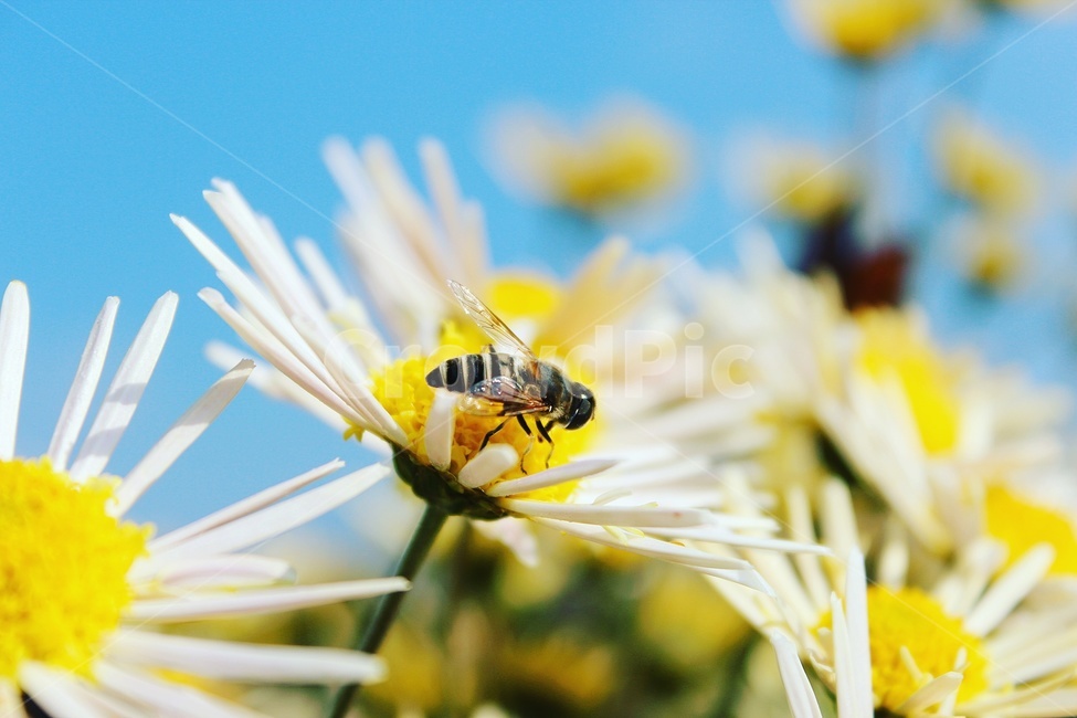 honeybee,꿀벌,bee,벌,invertebrate,무척추동물,animal,동물,insect,곤충,apidae,양서류,wasp,말벌,andrena,hornet,식물,자연,plants,nature,꽃,flower,곤충,벌레,insect,bug