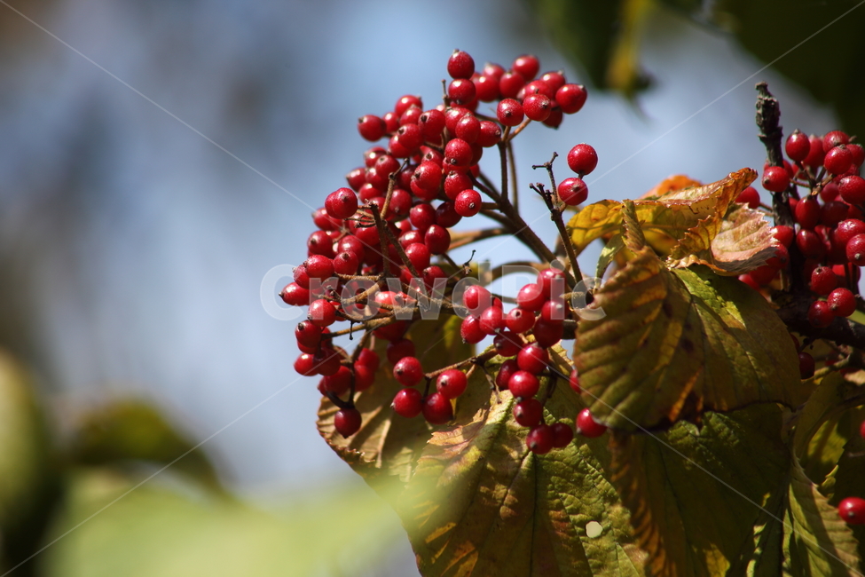 가막살나무,열매,fruit,식물,plant,과일,열매,fruit