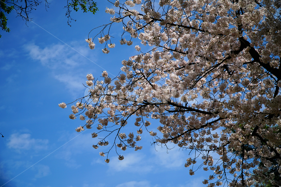 창경궁,벚꽃,벚꽃나무,하늘,봄,서울,한국,대한민국,korea,spring,changgyeonggungpalace,palace,changgyeonggung,seoul,cherryblossom,tree,자연,nature,식물,plants,한국적인,한국자연,경치,4월,april,봄꽃,구름,sky,cloud,왕궁,궁전,궁궐,봄,계절,spring,season,자연,풍경,nature,landscape,plant