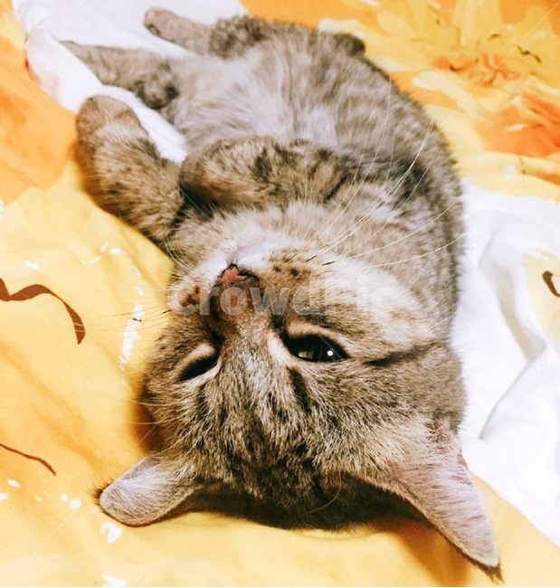 고양이,동물,개냥이,귀여움,동물사랑